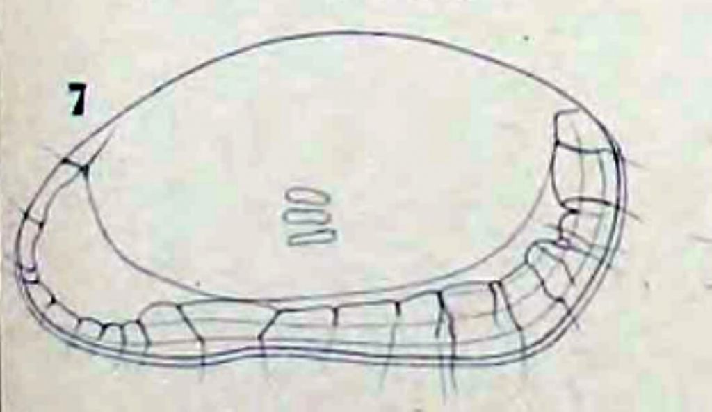 Proviamoci con gli Ostracodi marini